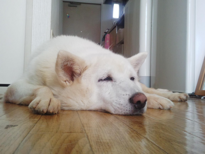 學生們將部分老犬帶回家中途,幫助未曾跟人類居住過的狗兒適應家庭生活。 取自帝京科大送養臉書專頁