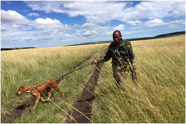 善於追蹤象牙和槍枝氣味的納耶克（Naeku）和領犬員。實際追蹤通常在太陽下山後，有時可能得走上80公里。 取自女獸醫在非洲臉書