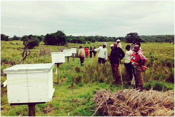 1個蜂箱的設置費約5,000日幣（約1,509台幣），資金來自日本民眾和企業捐款。 取自JAMMIN