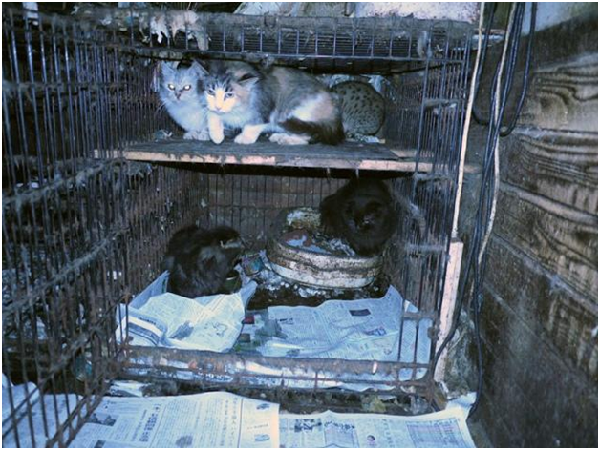 繁殖場的籠子不但生鏽，還沾滿毛髮、糞便，許多犬貓也都營養不良，患有皮膚病。    取自「蒲公英之鄉」