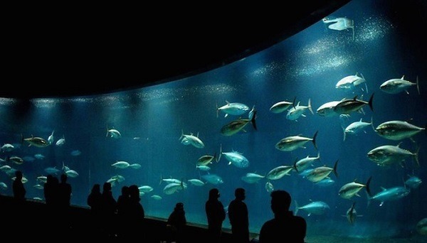 「大洋航海者」展示水槽內的黑鮪魚、巴鰹、齒鰆自去年開始大量暴斃。 取自Tokyo Zoo Net