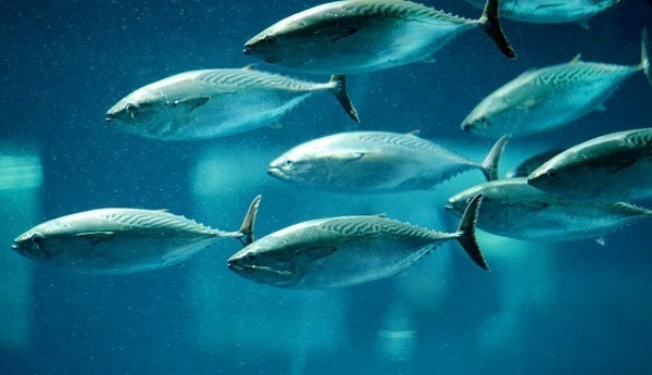 5月22日放入葛西臨海水族園的巴鰹，特徵是背上猶如海浪般的花紋。 取自朝日新聞