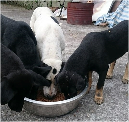 這4隻浪浪犬齡約6個月大,一家子原本有狗媽媽和6隻幼犬,被外勞飼養,在狗媽媽和2隻幼犬失蹤後,由黃泰山與動保志工緊急救出,目前中途在北投山上。 取自黃泰山臉書