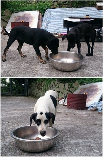 上圖:一身黝黑的「四眼姐妹」,是不討喜的黑狗,可能不好送養,但有人能給牠們一個機會嗎?欲領養請洽0910757871黃泰山 下圖:長得像賤狗一樣可愛的「小賤」,親眼見到兄妹被殺害,志工帶牠時,被嚇得全身發抖,屎尿齊下。不適合進狗場的牠,昨天獲得愛心人領養,終於有了家。