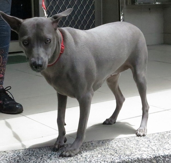 類似威瑪犬的鐵灰毛色，竟出現在米克斯犬身上，獸醫師都說很難看到。  蕭士塔/攝