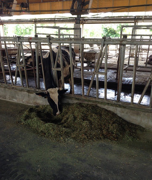 台灣乳牛在盛夏多會有食欲不振、泌乳量降低的情況。  農委會畜產試驗所/提供