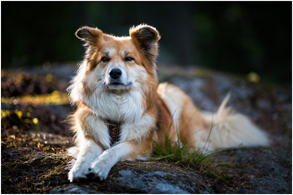 瑞典的動保基礎不是談論如何處理流浪犬貓，而是傾向避免動物被丟進收容所。他們的公立收容所並不多，甚至有能力「進口」西班牙或希臘等國的流浪犬貓。 Ulf Bodin/攝