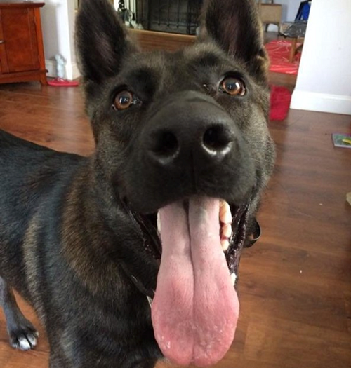 雨果幾乎是為泰勒量身打造的服務犬，能追蹤、嗅聞瓦斯，還會安撫情。 取自網路