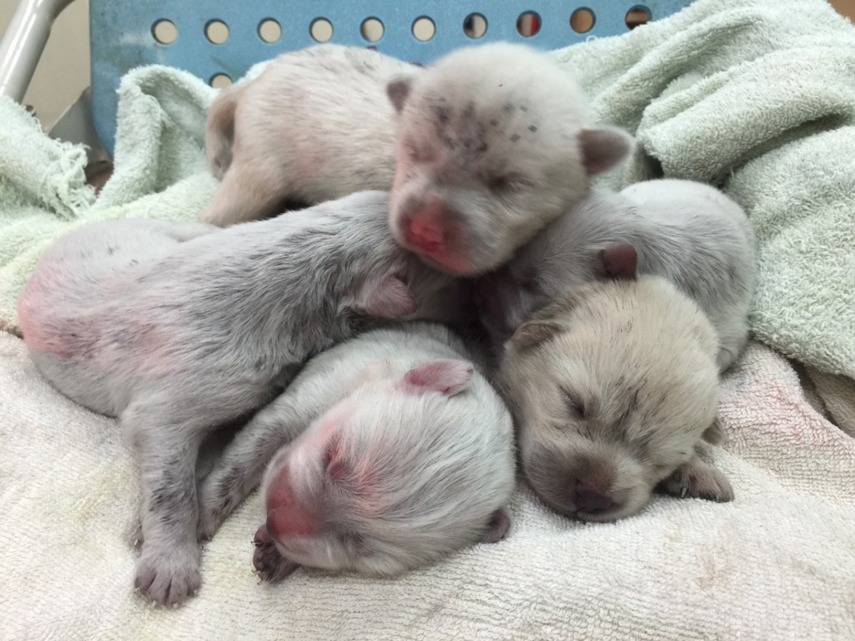 內湖動物之家在9月４日收到7隻未離乳、沒開眼的幼幼犬，幸好聯絡愛心志工即刻領養出去，讓牠們有了健康長大的機會。 內湖動物之家/提供