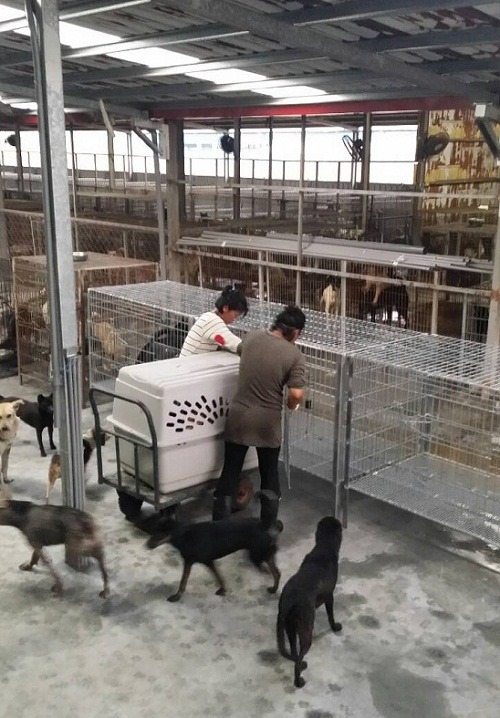 屏東田愛媽狗場因為關籠飼養,引發動物之家志工的不滿。 赤慶法王/提供