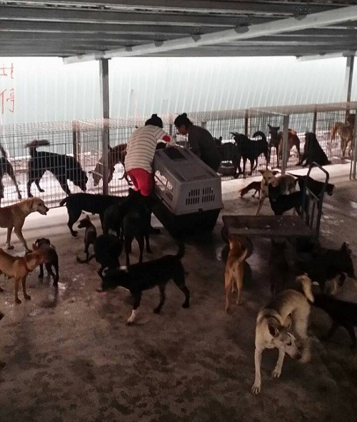 田愛媽請大家給她時間,逐步改善狗場環境。 赤慶法王/提供