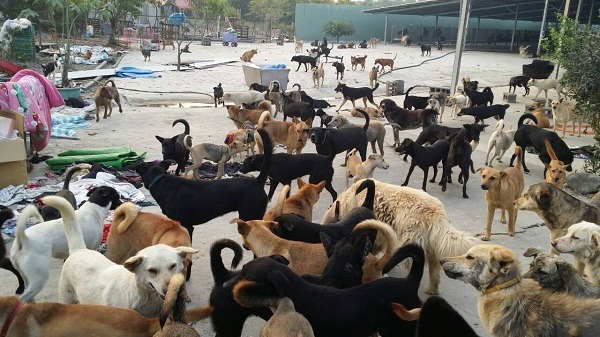 田愛媽狗場本來就有500隻狗,加上法王領養陸續送到的狗,已有近800隻。 赤慶法王/提供