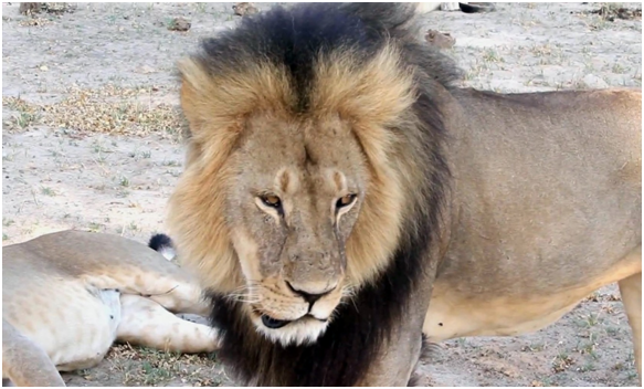 塞西爾的去世，改變了國際法律。  取自網路