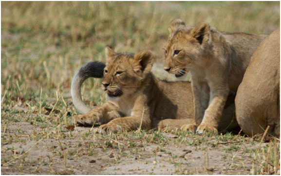 賽西爾獅子有了新的後代！   取自網路