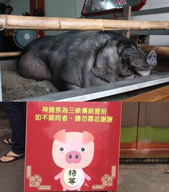 農曆春節初六，三峽祖師廟再次舉辦「賽神豬」活宰獻祭的活動，動社會用文字紀錄現場的情況和出席者。 取自動社會臉書