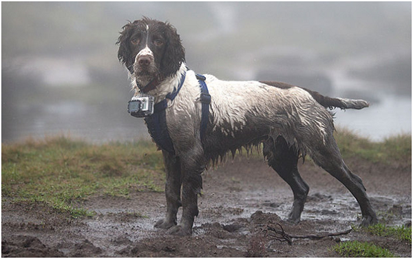 配戴GPS項圈和運動相機的切斯特是一隻15個月大的史賓格犬（Springer Spaniel）。 取自The Telegraph