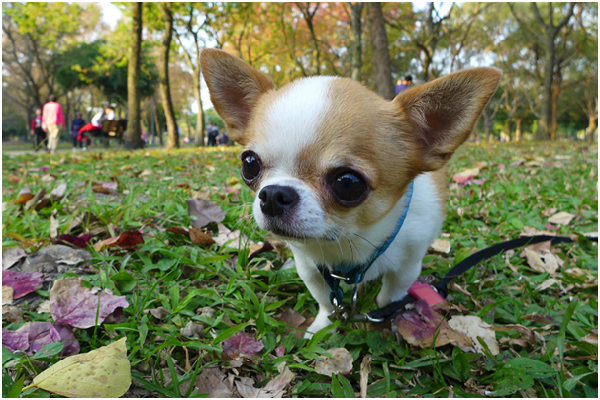 部分小型犬飼主認為讓牠們在家裡跑來跑去就算運動，忽視嬌小玲瓏的牠們也有探索世界的需求。 小陸/攝