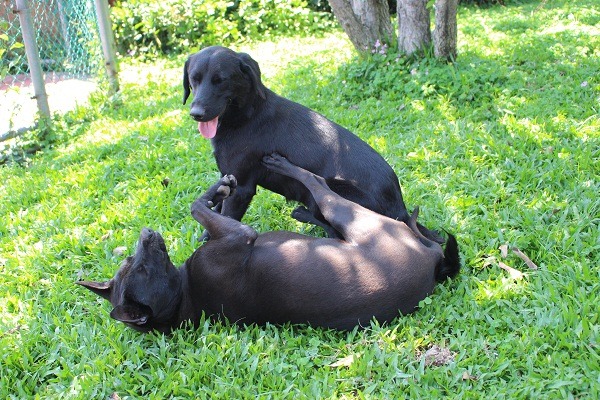 板橋動物之家2隻園狗「點點」(站立者)和「三腳」，沒有瑜亮心結，是姐妹淘。 李娉婷/攝