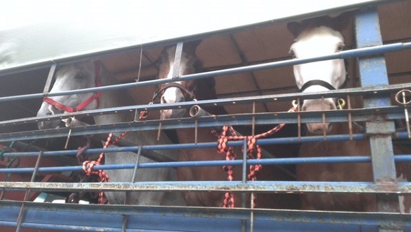 日前退役的3匹血清馬，疾管署說是「去清境農場享受退休生活」，實情卻是賣到了馬場！  取自疾官署官網