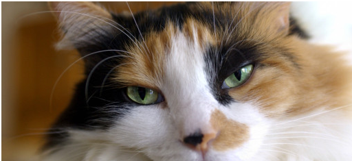三色貓可以協助研究人員解開肥胖遺傳之謎。   取自網路