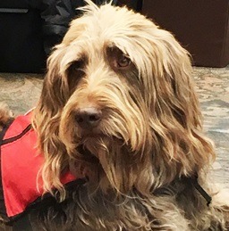 從收容所被救援出的服務犬Gander