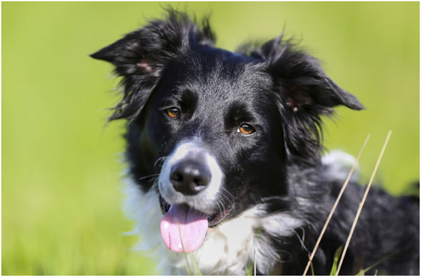 狗狗依人類的服從要求，而逐漸喪失了獨立解決問題的能力。   取自Thinkstock