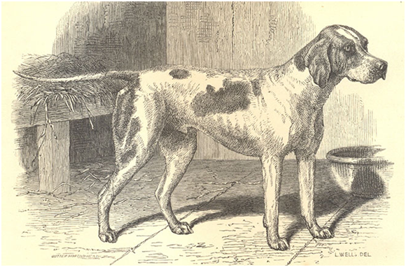 改變人狗關係，或許有助於狗狗恢復獨立判斷的智能。 取自網路