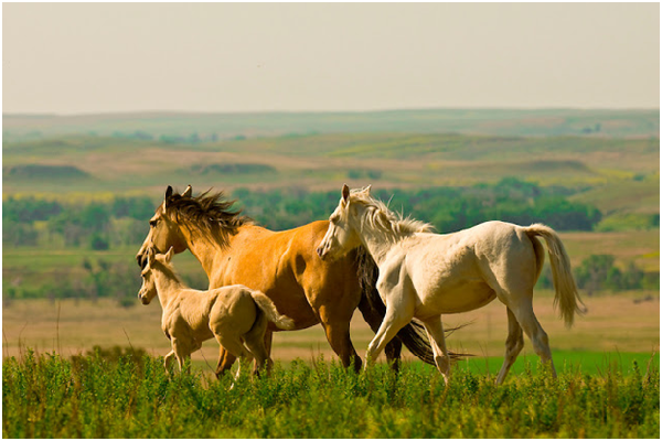 美國政府訂定野馬的「合理」數量為2萬7千匹。取自whitewolfpack.com