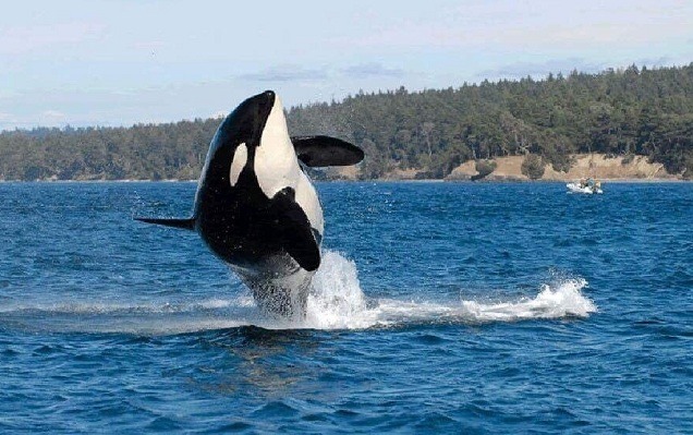 推估出生於1911年的殺人鯨Granny,一直是研究人員追蹤的目標。 取自香港動物報