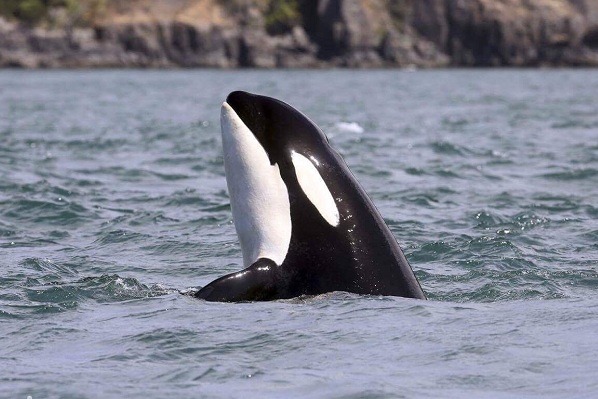 世界上只有3種動物的雌性會經歷更年期,一是人類,其他兩種就是殺人鯨和短肢領航鯨。 取自香港動物報