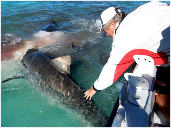 兩艘載滿遊客的遊艇正在西澳大利亞的「鯊魚灣」遊覽，意外看到虎鯊狂噬鯨屍進食畫面，遊客都對這難得一見的景象表示吃驚。 取自Eco Abrolhos臉書粉絲專頁