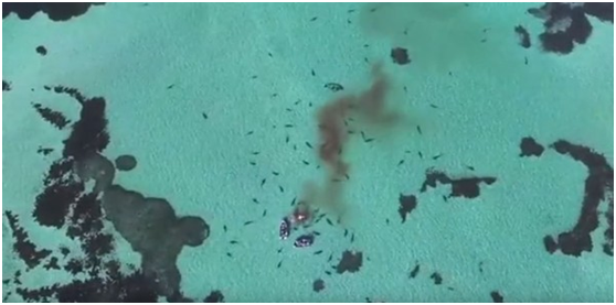 遊艇周遭海域約有70頭虎鯊出沒狂噬鯨屍。取自Eco Abrolhos臉書粉絲專頁