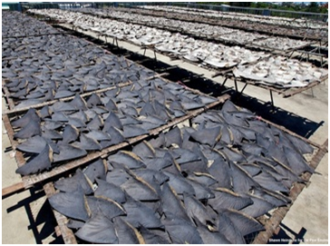 許多鯊魚被捕殺,是為了要牠們的魚翅,來做魚翅湯。 取自網路