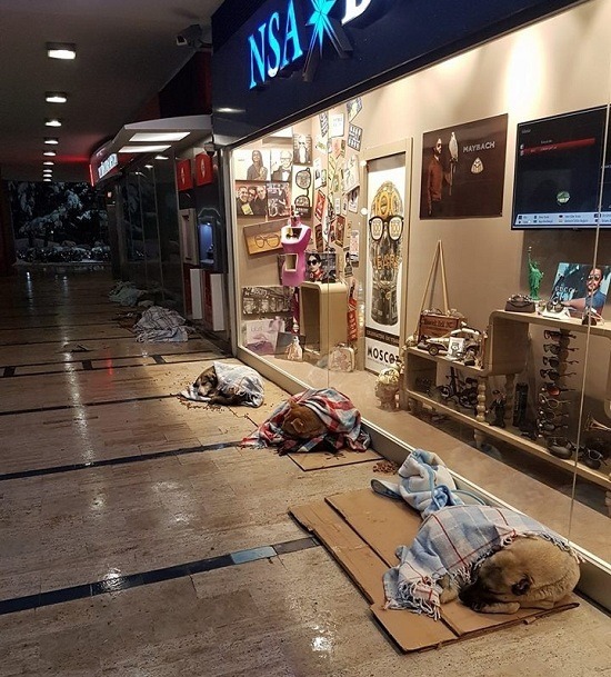 土耳其日前被極地天候帶來的暴風雪重創，遊民全被送往庇護所，街頭的浪犬也幸有人關心，蓋起了被毯禦寒。 取自thedodo.com