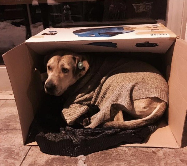 這隻戴著耳標的流浪狗，很幸運的擁有一個紙箱，並被穿上保暖衣物。取自thedodo.com