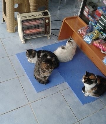 太冷了！不開電暖器怎能保暖。極地風暴的侵襲下，人類和動物都正面對嚴酷考驗。取自thedodo.com