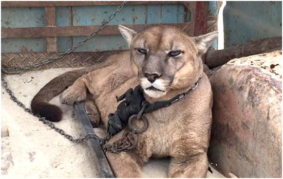 這隻隨著馬戲團巡迴演出的山獅，被鐵鏈繫頸養在卡車車廂20年，終於獲得了自由！取自newsoxy.com