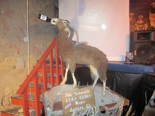 前任山羊市長老克萊˙亨利據說一天能喝35~40瓶啤酒。   取自網路