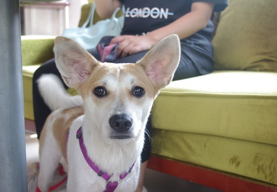 在尚無《動保法》的中國，目前只前進到「文明養犬：撿狗便、繫牽繩」的地步。 無糖媽/攝