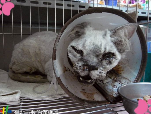 想了解收容動物,資料卡其實是很可以信賴的憑證。 取自台北市動物之家FB