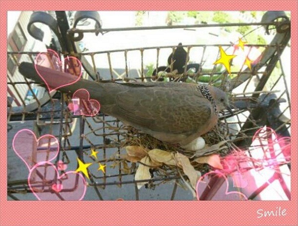 偷偷拍下母斑鳩孵3顆蛋的畫面。 吳秀美/提供