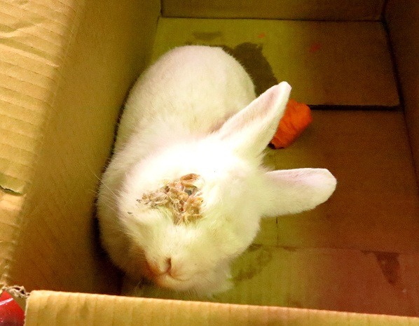 這隻疑似迷途的兔子臉部受傷，眼睛可能已失明。 蕭士塔/攝