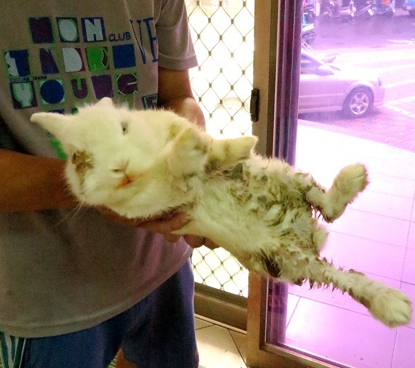 原本由學校師生收容的傷兔，因放暑假而被送到動物之家。 蕭士塔/攝