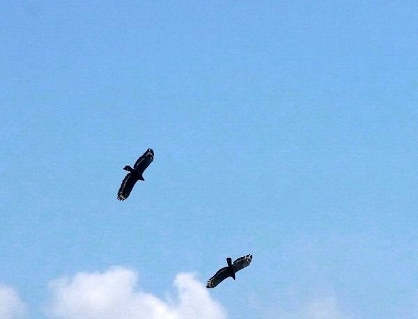 在烏山頭水庫風景區幸運的話可以在湖面看到老鷹盤旋。 蕭士塔/攝