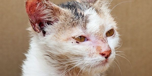 流浪貓「豆子」在2014年7月被一殘暴男子於人行道上活活燒死。作者提供