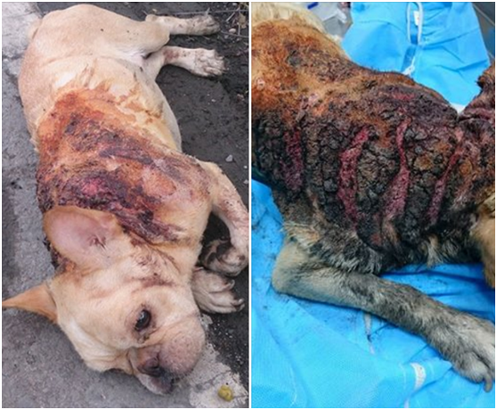 一隻重傷的法鬥躺在屏東往九如的機場外環馬路邊，送醫後發現背部一大片傷口，尤其以右側傷勢最為嚴重、慘不忍睹。  劉芃凱/提供