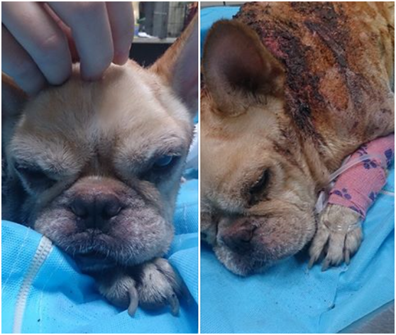 乖巧的法鬥，從指甲生長狀態，研判被棄養不久，是誰忍心傷害牠又棄之不顧呢？　劉芃凱/提供