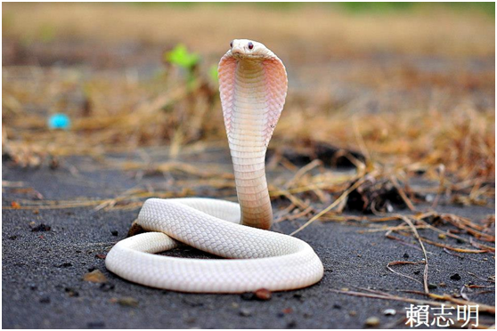 這麼漂亮的蛇怎麼捨得傷害牠？在宜蘭路邊發現的白化眼鏡蛇，白化動物大多是人工繁殖。在野外發現也大都是不明原因遭棄養放生，實際上被棄養的白化動物在自然界容易被天敵發現，覓食可能也比較困難。 賴志明/提供
