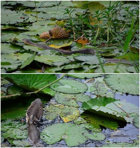 Wu Bird醫師在高雄市美術館觀察蜻蜓時拍攝到游泳中的眼鏡蛇。牠們喜歡在溫暖有水而且比較平坦的荒地和田間，甚至海邊都有機會看到，其實牠跟人類的生活領域是重疊的。　Wu Bird醫師/提供