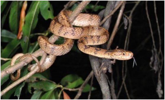 「泰雅鈍頭蛇」主要出現在中北部雪山山脈周圍,和泰雅族傳統領域重疊而以此命名。 游崇瑋/攝